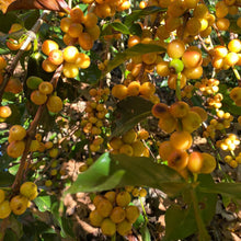 Load image into Gallery viewer, Mexican Chiapas Mayan Harvest