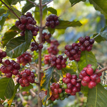Load image into Gallery viewer, Mexican Chiapas Mayan Harvest