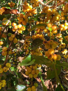 Mexican Chiapas Mayan Harvest