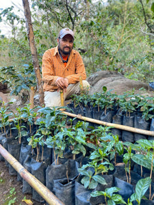 Mexican Chiapas Mayan Harvest