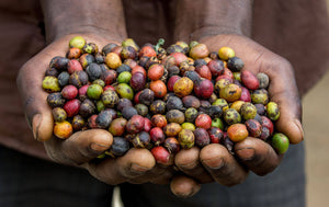 Ethiopian Natural Sidamo