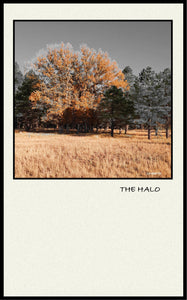 'THE HALO'