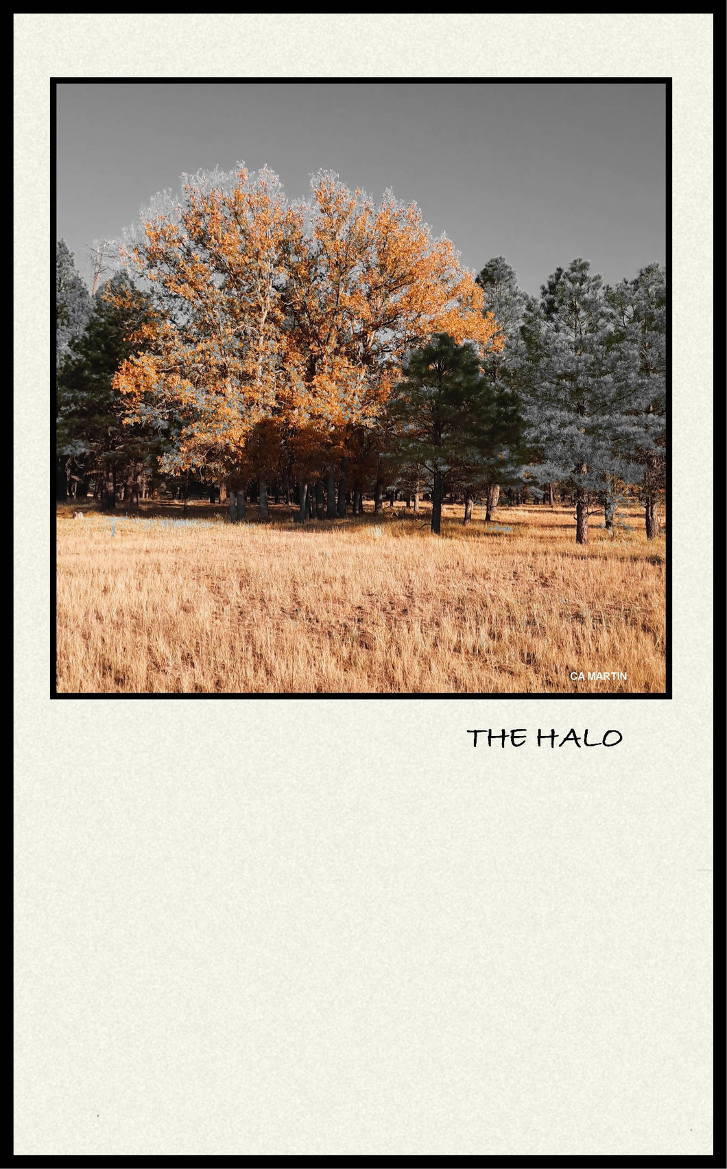 'THE HALO'