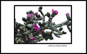 'LIFE AS A PINK CHOLLA'