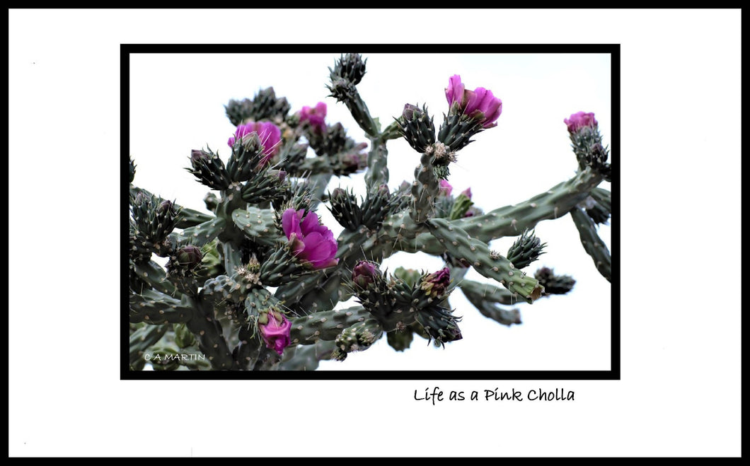 'LIFE AS A PINK CHOLLA'