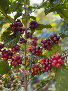 Mexican Chiapas Mayan Harvest