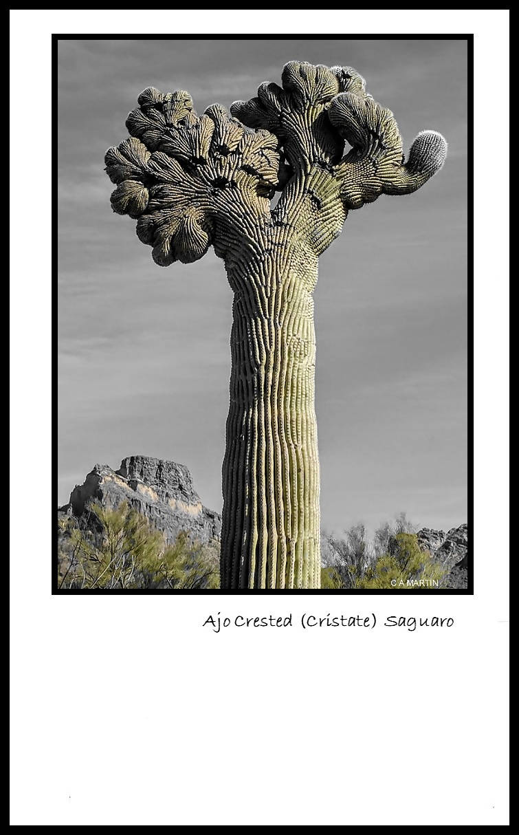 AJO CRESTED SAGUARO