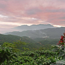 Load image into Gallery viewer, Mexican Chiapas Mayan Harvest
